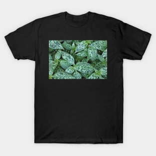 Transformation T-Shirt